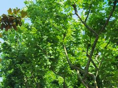 -上海市第一人民医院(松江南部)