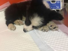 -瑞派福兴宠物医院犬猫全科·骨科·中西医结合(河东店)