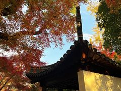 -秋霞圃