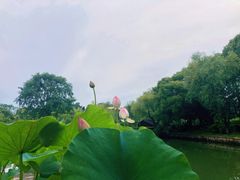-无锡蠡湖国家湿地公园-蠡园