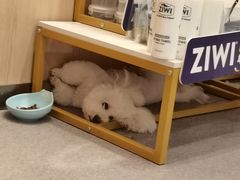 -BABIT巴比特宠物(MOMOPARK店)