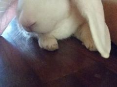 android_upload_pic-五芳齋粽子点心(浦北路店)