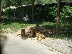 -北京野生动物园