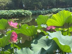 -陈家山荷花公园