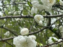 -南汇桃花村