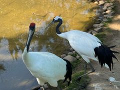 -西霞口神雕山野生动物世界