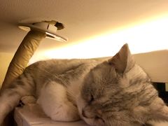 -more than meow吴止猫主题餐厅(承德 中船汇店)