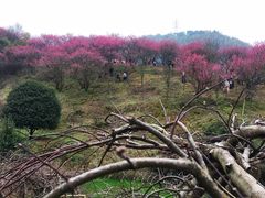 -新建村梅花