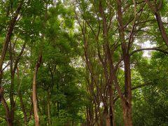 -洛阳市隋唐城遗址植物园