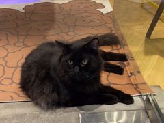 -藏猫猫咖啡主题馆(中央大道店)