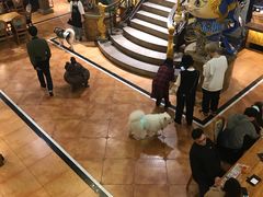 -more than meow吴止猫主题餐厅(承德 中船汇店)