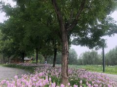 -东郊湿地公园