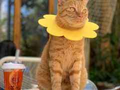 -喵屿·大理花园猫咖