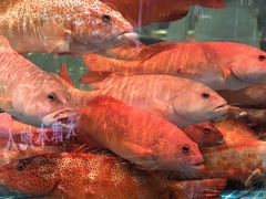 -望海湾海鲜楼·海鲜(开发区店)