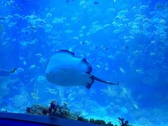 -海合安青岛极地海洋公园