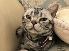 -猫大福·Fortune Cat猫舍(百子湾店)