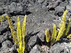 -夏威夷火山国家公园