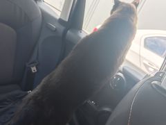 -芭比堂动物医院·CT·微创中心(新顺分院)