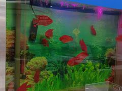 -雅悦齿科(顾村公园店)