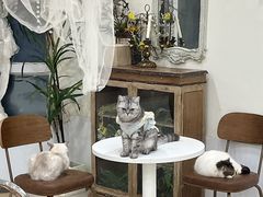 -共舞时光猫咖·狗咖(新街口店)