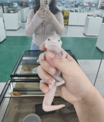 -神奇动物撸宠馆·羊驼·小浣熊·异宠(豫园店)