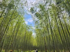 -大奇山国家森林公园