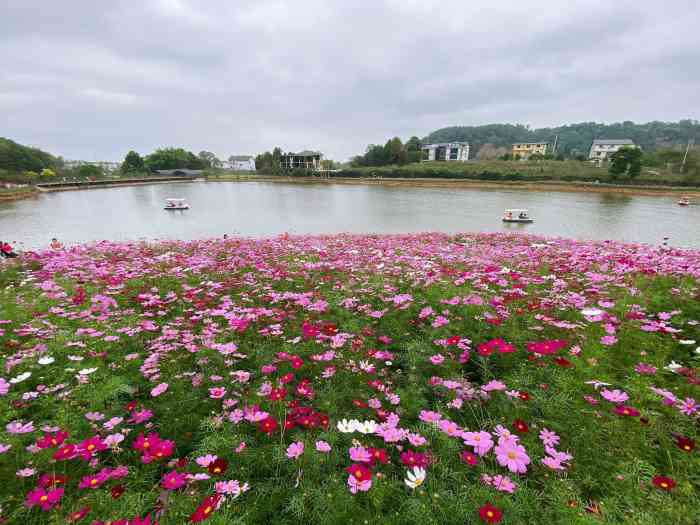 天坪山云林天乡景区-"这片格桑花花海位于重庆市巴南区天坪山云林.