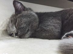 -逗柴咖啡屋·狗咖猫咖宠物桌游