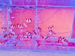 -中环花鸟鱼虫市场
