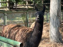 -青藏高原野生动物园