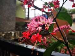 -鼓浪屿内厝澳码头(轮渡站)