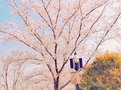 -顾村公园