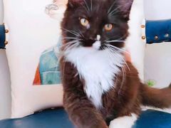 -十年猫舍·猫咪专门店(普陀店)