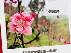 -桃花涧