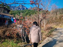 -王顺山国家森林公园