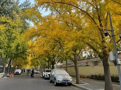 -三里屯东五街银杏大道