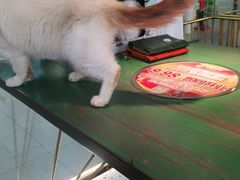 -喵喵咪呀布偶猫咖(春熙路店)
