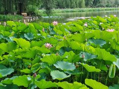 -莲花池公园