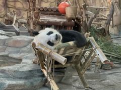 -泉州海丝野生动物世界