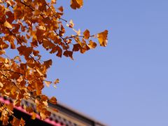 -上海青龙寺