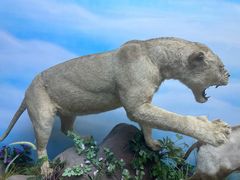 -西霞口神雕山野生动物世界