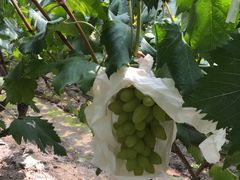 -马陆小张葡萄园农家乐