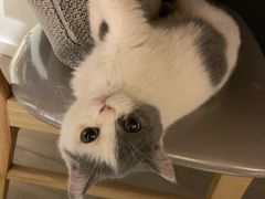 -美联众合宠物医院·爱萌分院·内外科·猫科中心