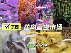 -花鸟鱼虫鲜花绿植市场(玉泉路店)