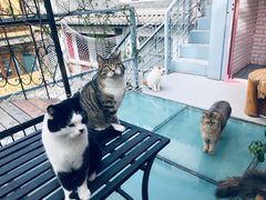 -喵屿·大理花园猫咖