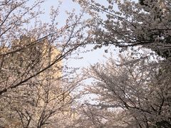 -高东镇樱花园
