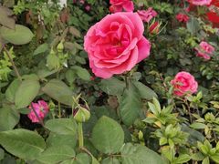 -合肥滨湖国家森林公园