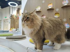 -COLOR PETS 撸猫馆·购猫·猫咖(长风大悦城店)