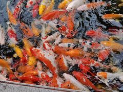 -必胜客(长安长青店)
