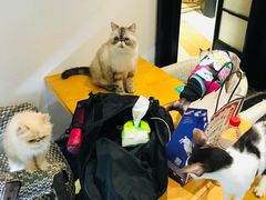 -猫色咖啡·猫咖